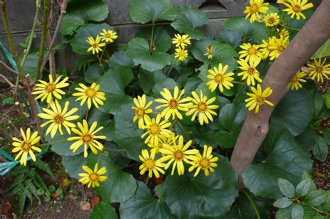 陰生植物 一覧|日陰で育てられる植物50選！日当たりの悪い場所でも栽培できる。